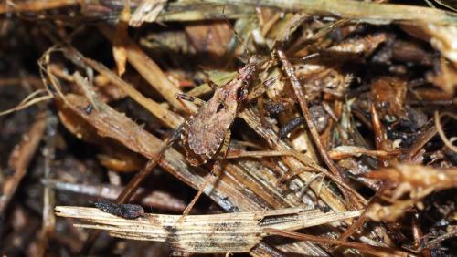Himacerus mirmicoides