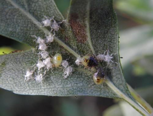 Acanthosoma haemorrhoidale haemorrhoidale