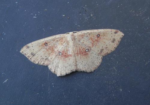 Réf. 146 099 : Cyclophora porata