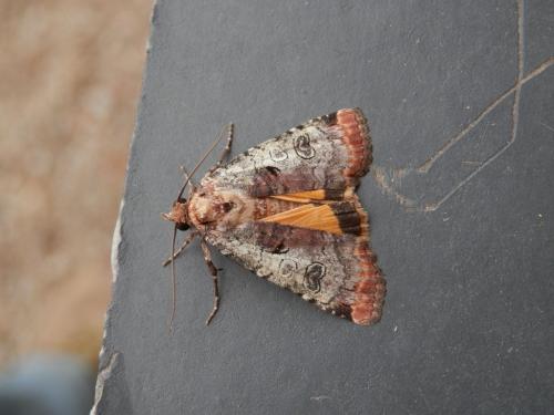 Réf. 146 127 : Epilecta linogrisea