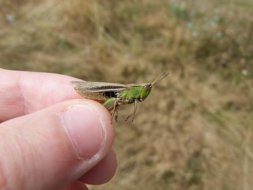 Chorthippus albomarginatus albomarginatus