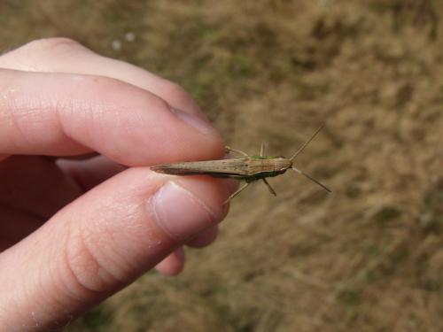Chorthippus albomarginatus albomarginatus