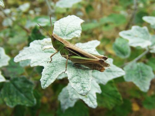 Chorthippus albomarginatus albomarginatus