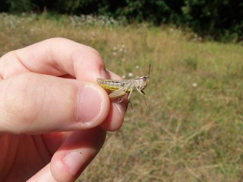 Réf. 146 232 : Pseudochorthippus parallelus