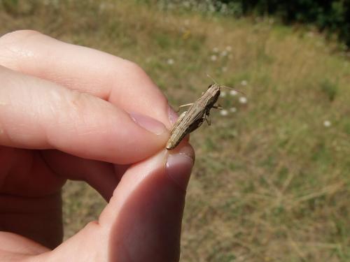 Réf. 146 233 : Pseudochorthippus parallelus