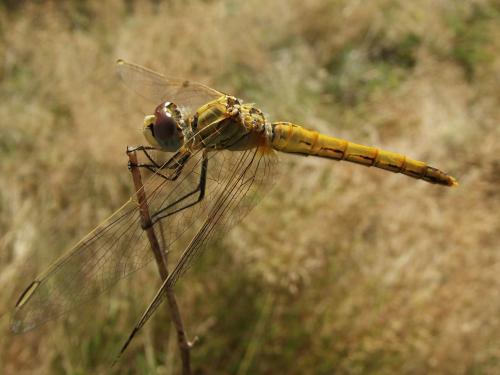 Réf. 146 237 : Sympetrum fonscolombii