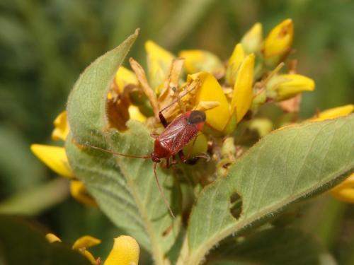 Réf. 146 287 : Adelphocoris ticinensis