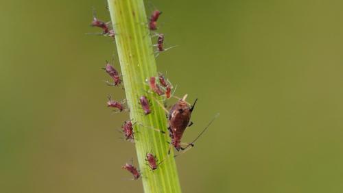 Réf. 146 429 : Uroleucon sonchi