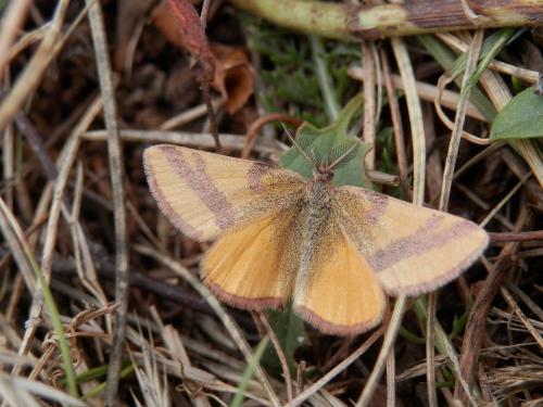 Réf. 146 405 : Lythria cruentaria