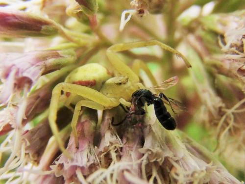 Misumena vatia