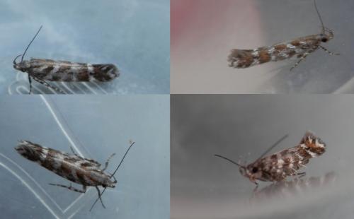 Aristotelia ericinella