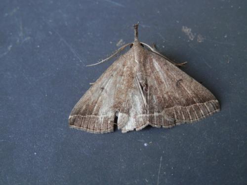 Réf. 146 477 : Pechipogo plumigeralis