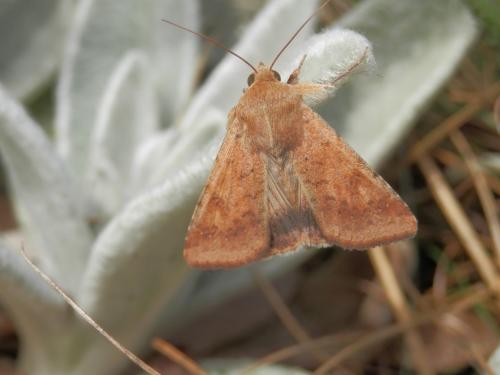 Réf. 146 623 : Helicoverpa armigera
