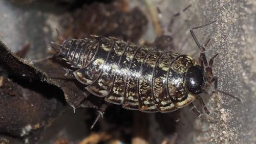 Philoscia muscorum
