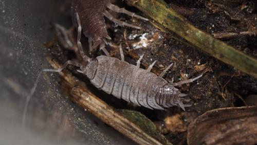 Porcellionides pruinosus