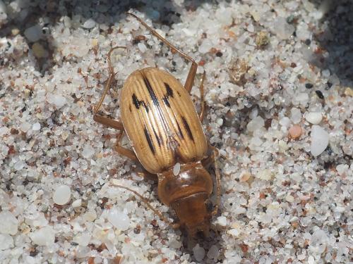 Réf. 146 685 : Nebria complanata