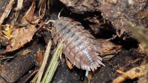 Porcellio dilatatus