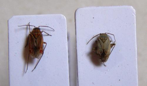 Pachyxyphus lineellus