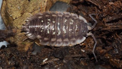Réf. 146 892 : Oniscus asellus