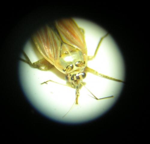 Réf. 146 844 : Pachyxyphus caesareus