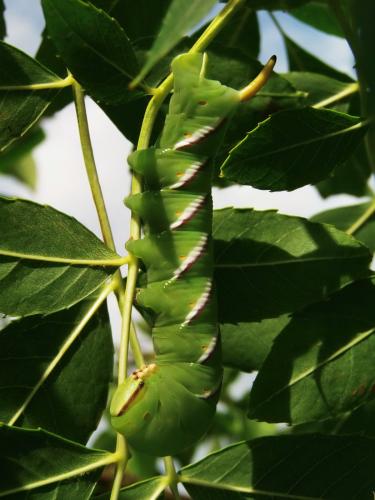 Réf. 146 886 : Sphinx ligustri