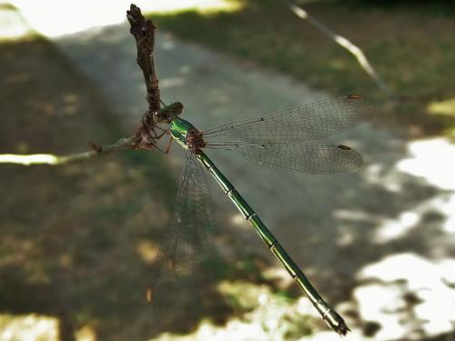 Chalcolestes viridis