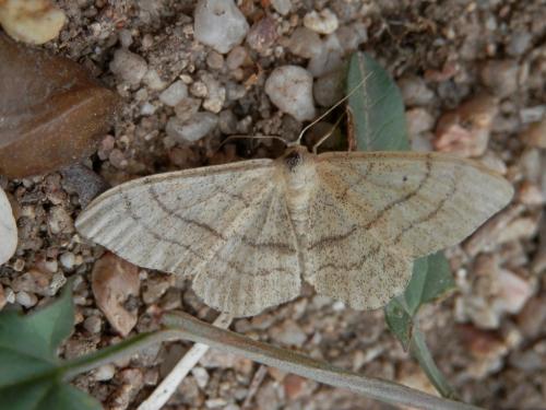 Réf. 146 934 : Idaea aversata