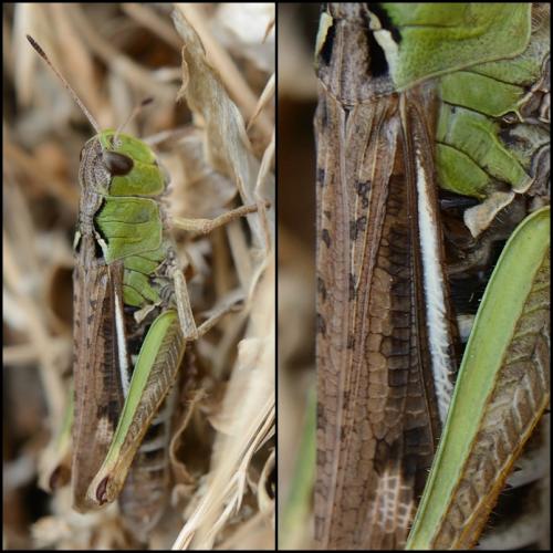 Myrmeleotettix maculatus maculatus