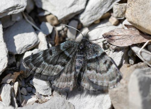 Glacies alticolaria