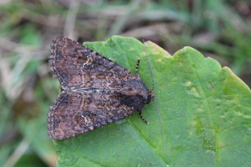 Réf. 146 070 : Mesapamea sp.