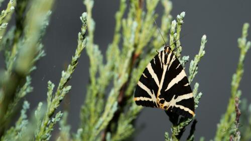 Euplagia quadripunctaria