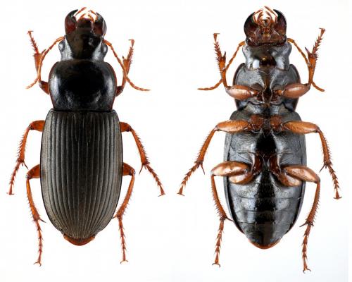 Pseudoophonus rufipes