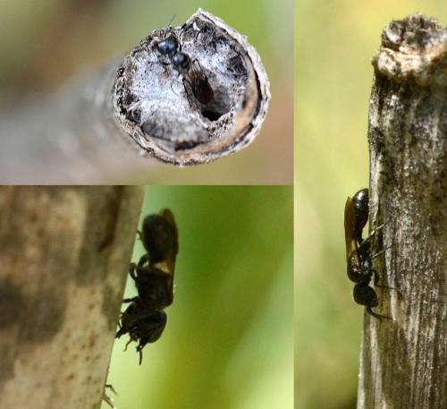 Pemphredon sp.
