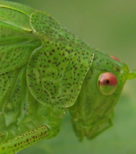 Réf. 146 790 : Phaneroptera nana