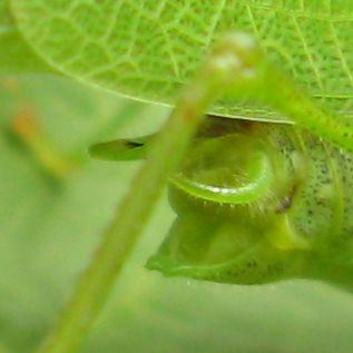 Réf. 146 791 : Phaneroptera nana
