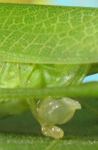 Phaneroptera nana