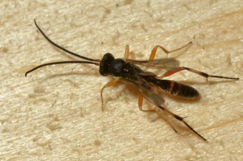 Réf. 146 941 : Phobocampe sp.