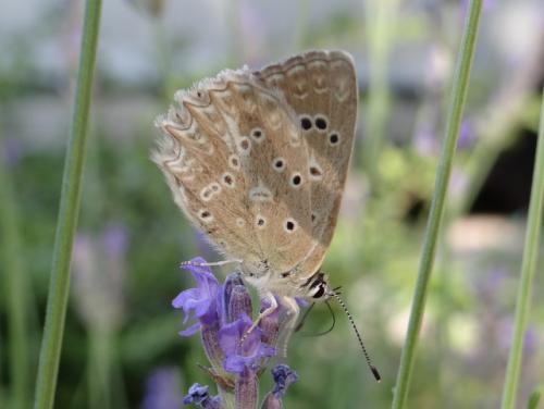 Réf. 146 323 : Polyommatus daphnis