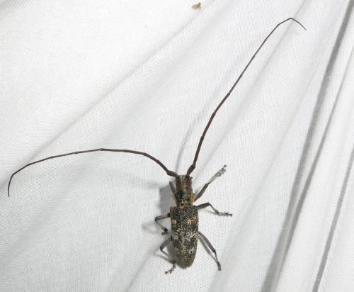 Monochamus galloprovincialis