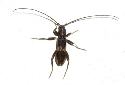 Réf. 146 519 : Penichroa fasciata