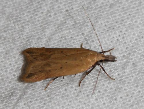 Dichomeris limosella