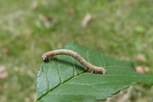 Réf. 146 608 : Campaea margaritaria
