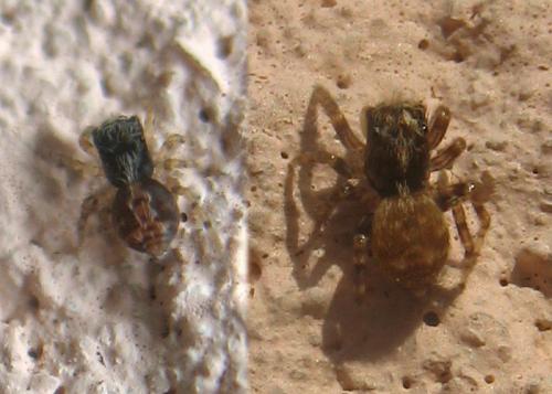 Réf. 146 445 : Pseudeuophrys sp.