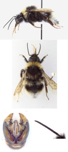 Réf. 146 327 : Bombus vestalis