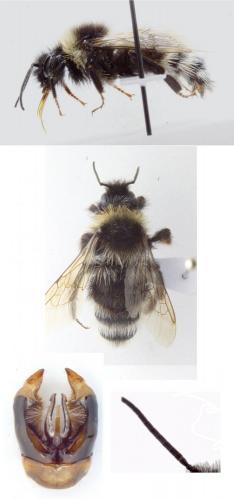 Réf. 146 330 : Bombus bohemicus