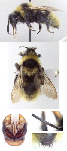 Bombus campestris