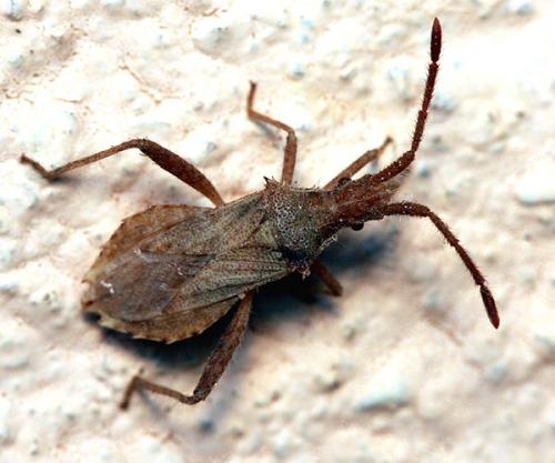 Coriomeris affinis