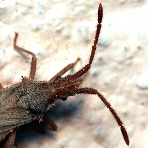 Coriomeris affinis