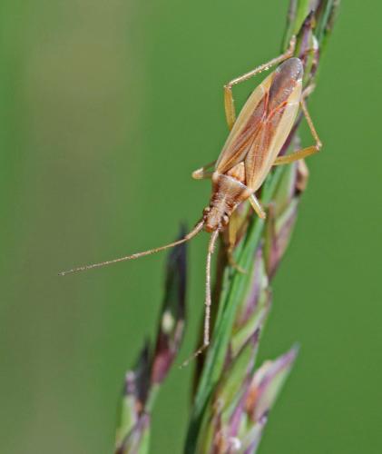 Stenodema holsata