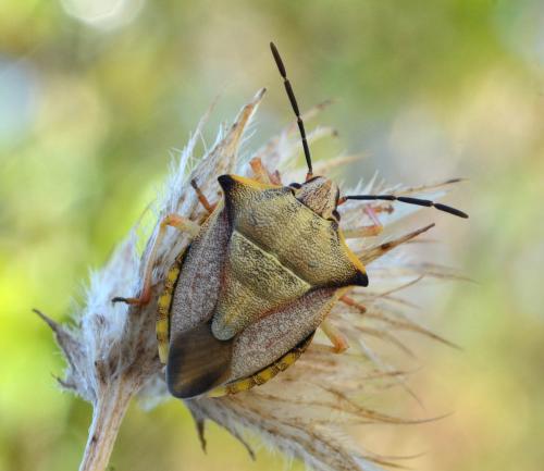 Carpocoris mediterraneus atlanticus